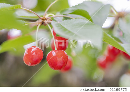 山形縣天童市紅櫻桃（佐藤錦） 91169775