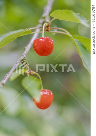Red-grown cherries (Sato Nishiki), Tendo City, Yamagata Prefecture Red-grown cherries (Sato Nishiki), Tendo City, Yamagata Prefecture 91169794