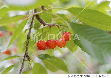 山形縣天童市紅櫻桃（佐藤錦） 91169826