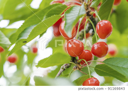 Red-grown cherries (Sato Nishiki), Tendo City, Yamagata Prefecture 91169843