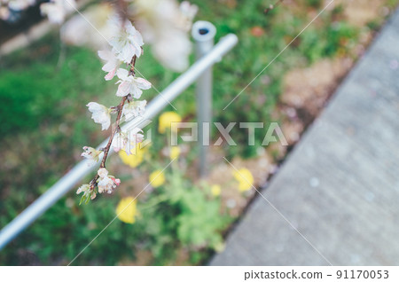 Sakura in Nishigawa Flower Park 91170053