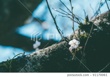 Make cherry blossoms simple Make cherry blossoms simple 91170061