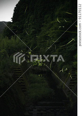 一年只能看 10 天的 Hotaria parvula 燈節 一年只能看 10 天的 Hotaria parvula 燈節 91170112