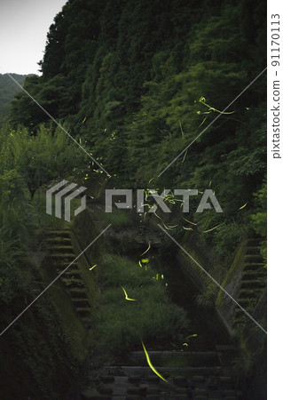 一年只能看 10 天的 Hotaria parvula 燈節 一年只能看 10 天的 Hotaria parvula 燈節 91170113