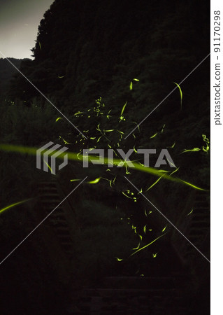 Hotaria parvula light festival that can only be seen for 10 days a year 91170298