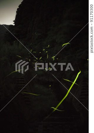 Hotaria parvula light festival that can only be seen for 10 days a year Hotaria parvula light festival that can only be seen for 10 days a year 91170300
