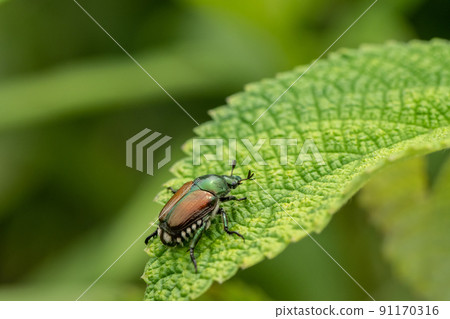 日本甲蟲（金龜子） 91170316