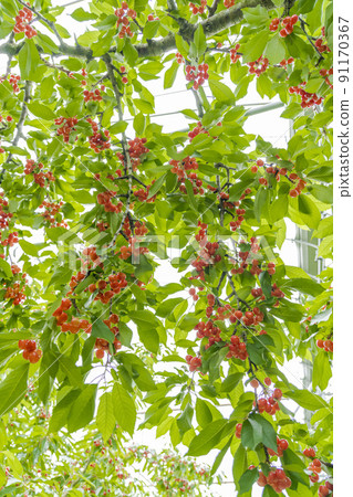 山形縣天童市紅櫻桃（佐藤錦） 91170367