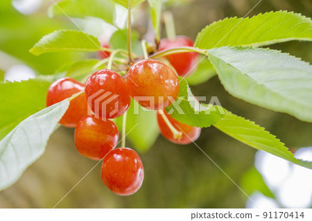 山形縣天童市紅櫻桃(佐藤錦) 山形縣天童市紅櫻桃(佐藤錦) 91170414