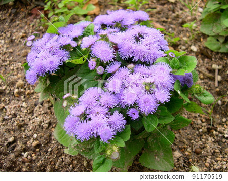 Pretty ageratum flowers 91170519