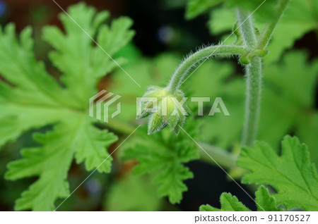 玫瑰天竺葵花蕾 91170527