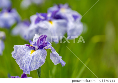 Tagajo Ruins Ayameen, full blooming irises, Tagajo City, Miyagi Prefecture Tagajo Ruins Ayameen, full blooming irises, Tagajo City, Miyagi Prefecture 91170543