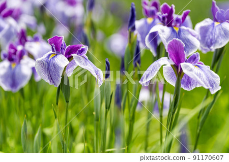 宮城縣多賀城市多賀城遺址Ayameen,盛開的鳶尾花 宮城縣多賀城市多賀城遺址Ayameen,盛開的鳶尾花 91170607