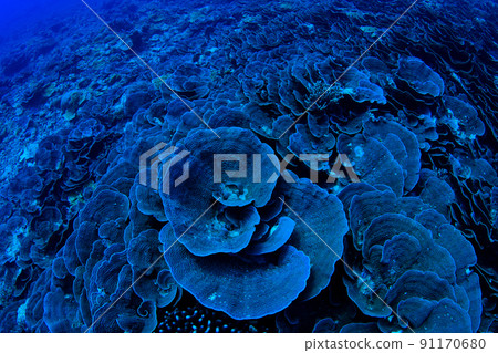 Ryukyu Kikka coral colony on Iriomote Island Ryukyu Kikka coral colony on Iriomote Island 91170680