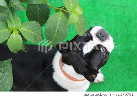 Mighty of the Boston Terrier, a dog who looks at his friends with a cute face from under the green leaves of the dog park Mighty of the Boston Terrier, a dog who looks at his friends with a cute face from under the green leaves of the dog park 91170791
