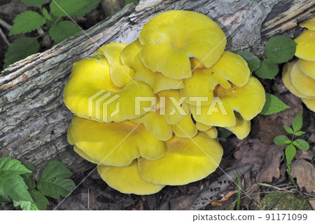 Pleurotus cornucopiae (Shiretoko, Hokkaido) 91171099