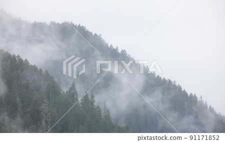Green Evergreen Trees in a forest on top of a mountain covered in clouds and fog. Green Evergreen Trees in a forest on top of a mountain covered in clouds and fog. 91171852