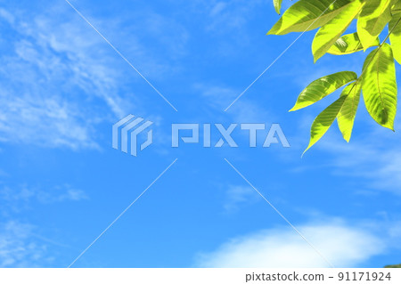 夏天的天空和新鮮的綠色 夏天的天空和新鮮的綠色 91171924