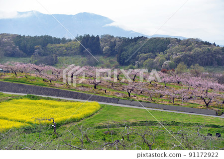 [長野縣飯綱町] 短裡 91172922