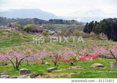 [長野縣飯綱町] 以北信五嶽為背景，鋪著粉紅色的地毯。 91172923