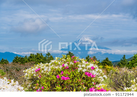 （靜岡縣）初夏杜鵑花開時的十國峠富士山景觀 91172944