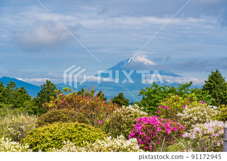 (Shizuoka Prefecture) View of Mt. Fuji at Jukkokutoge in early summer when azaleas bloom (Shizuoka Prefecture) View of Mt. Fuji at Jukkokutoge in early summer when azaleas bloom 91172945