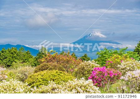 (靜岡縣)初夏杜鵑花開時的十國峠富士山景觀 (靜岡縣)初夏杜鵑花開時的十國峠富士山景觀 91172946