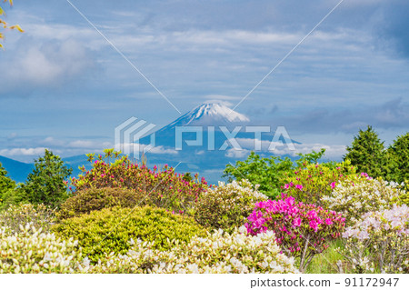 (靜岡縣)初夏杜鵑花開時的十國峠富士山景觀 (靜岡縣)初夏杜鵑花開時的十國峠富士山景觀 91172947
