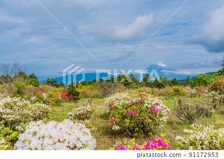（靜岡縣）初夏杜鵑花開時的十國峠富士山景觀 91172953