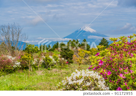 （靜岡縣）初夏杜鵑花開時的十國峠富士山景觀 91172955