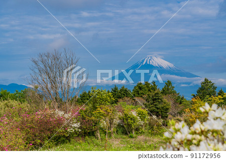 （靜岡縣）初夏杜鵑花開時的十國峠富士山景觀 91172956