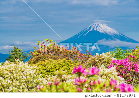 (靜岡縣)初夏杜鵑花開時的十國峠富士山景觀 (靜岡縣)初夏杜鵑花開時的十國峠富士山景觀 91172971
