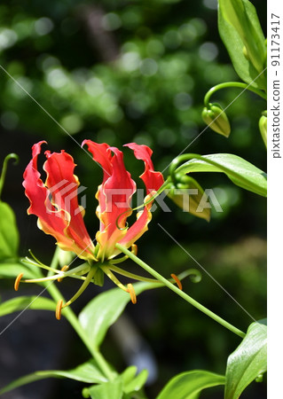 Gloriosa flower gardening summer flower 91173417