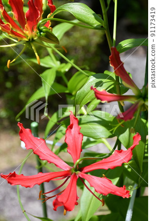 Gloriosa flower gardening summer flower 91173419