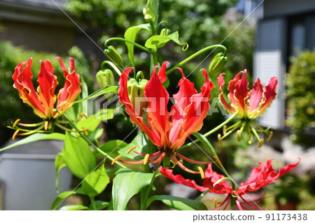 Gloriosa flower gardening summer flower 91173438