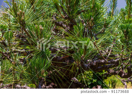 帶刺的綠松針 帶刺的綠松針 91173688