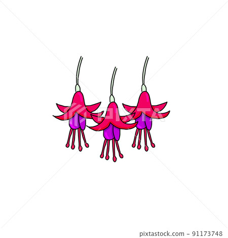 Fuchsia Fuchsia 91173748