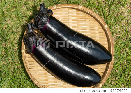 Eggplant harvested in the vegetable garden 91174931