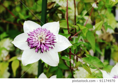 Clematis progenitor Tessen (iron wire) Clematis progenitor Tessen (iron wire) 91174970