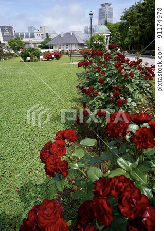 橫須賀Velney公園的玫瑰 橫須賀Velney公園的玫瑰 91174978