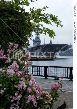 橫須賀Velney公園的玫瑰 91174980