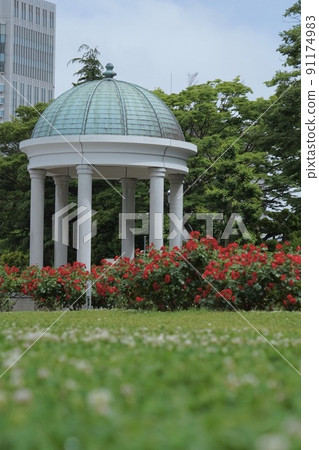 Roses of Yokosuka Velney Park 91174983