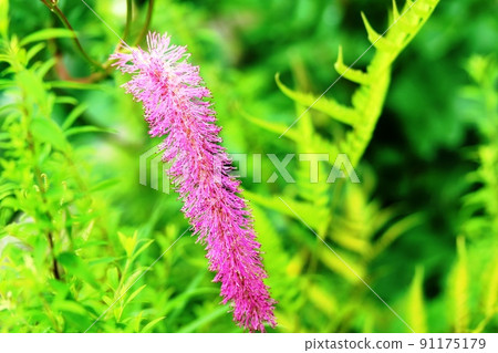 Sanguisorba hakusan (Karaitosou) that blooms from the tip of the flower spike Sanguisorba hakusan (Karaitosou) that blooms from the tip of the flower spike 91175179