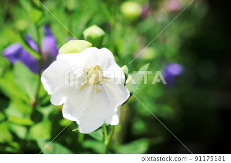 This Kikyo with purple on the white petals is Apoi Kikyo This Kikyo with purple on the white petals is Apoi Kikyo 91175181