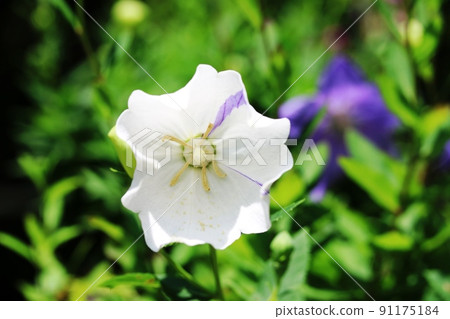 這個白色花瓣上有紫色的桔梗是阿波伊桔梗 91175184