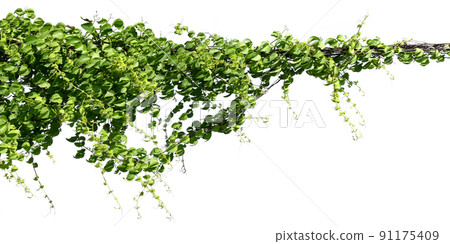 ivy plant isolate on white background 91175409