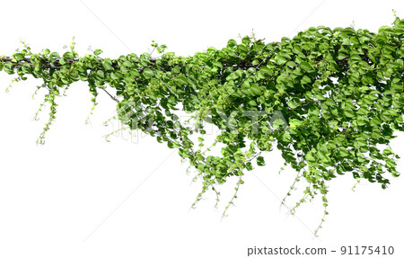 ivy plant isolate on white background ivy plant isolate on white background 91175410