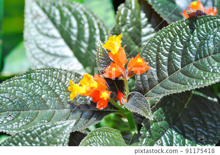 Begonia or Begonia big or Begonia maculata ,big Begonia 91175418