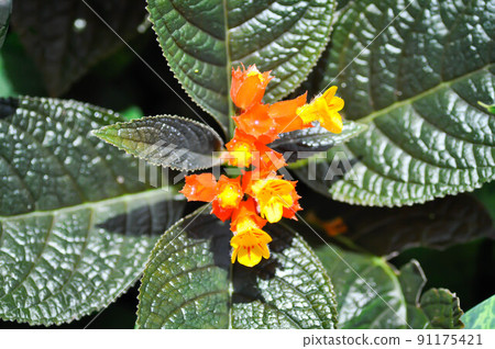 Begonia or Begonia big or Begonia maculata ,big Begonia Begonia or Begonia big or Begonia maculata ,big Begonia 91175421