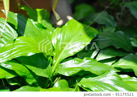 tacca plantaginea, hance or drenth or dioscoreaceae tacca plantaginea, hance or drenth or dioscoreaceae 91175521